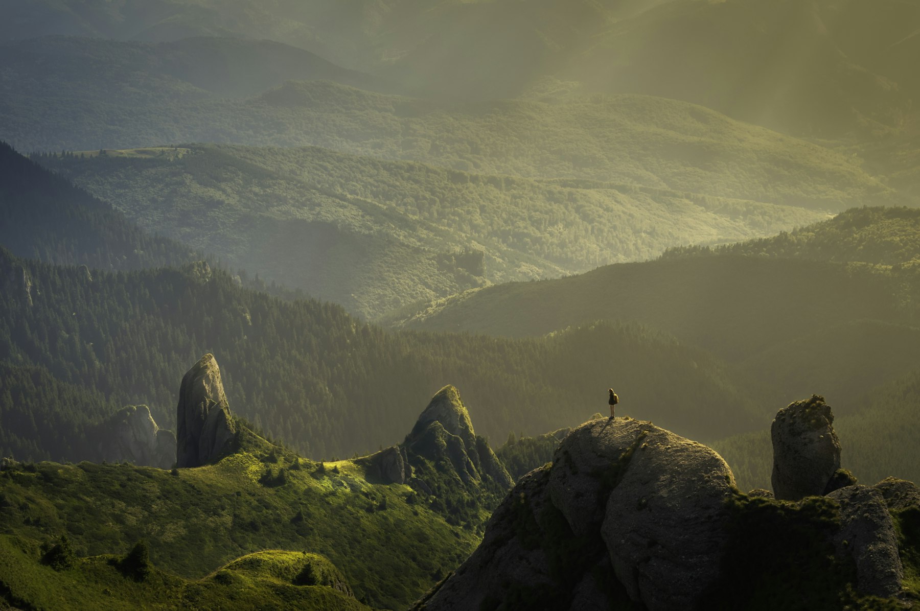 Mountain forest landscape